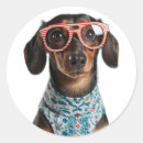Search for dog with glasses stickers Dachshund
