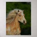 Search for haflinger posters Bob langrish