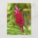 Search for polynesian postcards Flower