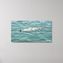 Search for sunbathing Sea