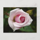 Search for rose macro photography Flowers