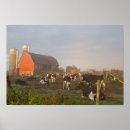 Search for holstein dairy cow posters Cattle