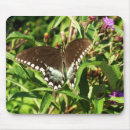 Search for black swallowtail butterfly electronics Flower