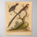 Search for tail art Ornithology