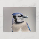 Search for jay postcards Wildlife
