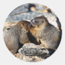 Search for marmots stickers Animal