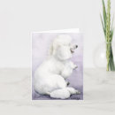 Search for white standard poodle postcards Pet