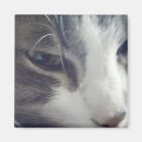 Search for pretty kitty magnets Cats
