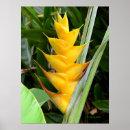 Search for heliconia Yellow