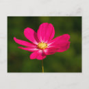 Search for asteraceae cards invites Flower