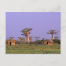Search for bare tree postcards Sunset