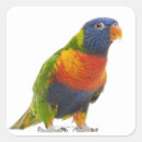 Search for lorikeet stickers Bird