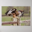 Search for kite flying art Bird of prey