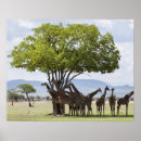 Search for safaris posters Zoo