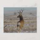 Search for mule deer postcards Hunting