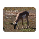 Search for pronghorn magnets Wildlife