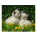 Search for british shorthair cat art Flowers