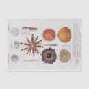 Search for echinoderm Ocean