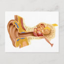 Search for human ear postcards Diagram