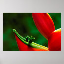 Search for heliconia posters Green