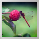 Search for red bug art Photography