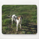 Search for dog walker electronics Coonhound