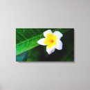 Search for plumeria canvas prints Island