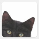 Search for black cat painting stickers Feline