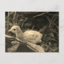 Search for watering hole postcards Nature