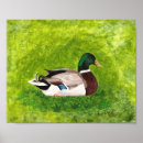 Search for mallard duck painting posters Bird