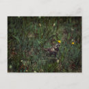 Search for flower meadow postcards Summer