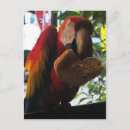 Search for macaws postcards Scarlet macaw