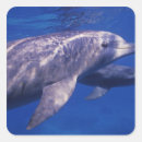 Search for mexico stickers Swim