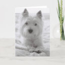 Search for scotty dog westie cards Westies