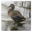 Search for duck tiles Pond