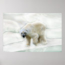 Search for polar bear posters Cub