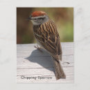 Search for chipping postcards Sparrow
