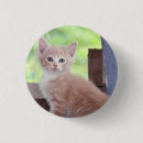Search for ginger badges Kitten
