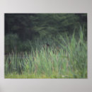 Search for wing posters Red winged blackbird