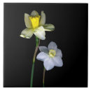 Search for daffodil tiles Nature