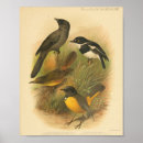 Search for black and white antique bird posters Illustration