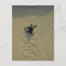 Search for young turtle Sea