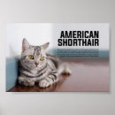 Search for cat breed posters Pet
