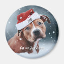 Search for pittie magnets Funny