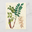 Search for locust tree Floral