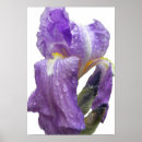 Search for floral graduation posters Purple
