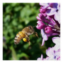 Search for lilac flower posters Bloom