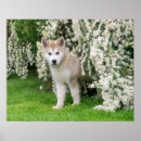 Search for malamute dog posters Cute