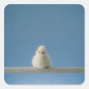 Search for pet sitting stickers Photography