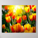 Search for yellow tulip posters Colourful